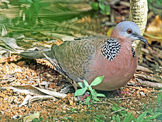 A photo of a pearl-necked dove taken by Dick Daniels.