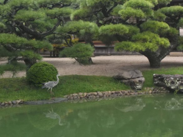 At the bottom of the picture is the pond.  On the left is a grey egret.  Above there is a bunch of bonsai pine trees, with the teahouse barely visible behind the bonsai.
