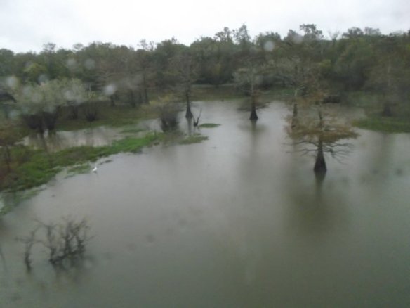 A bayou in Texas.
